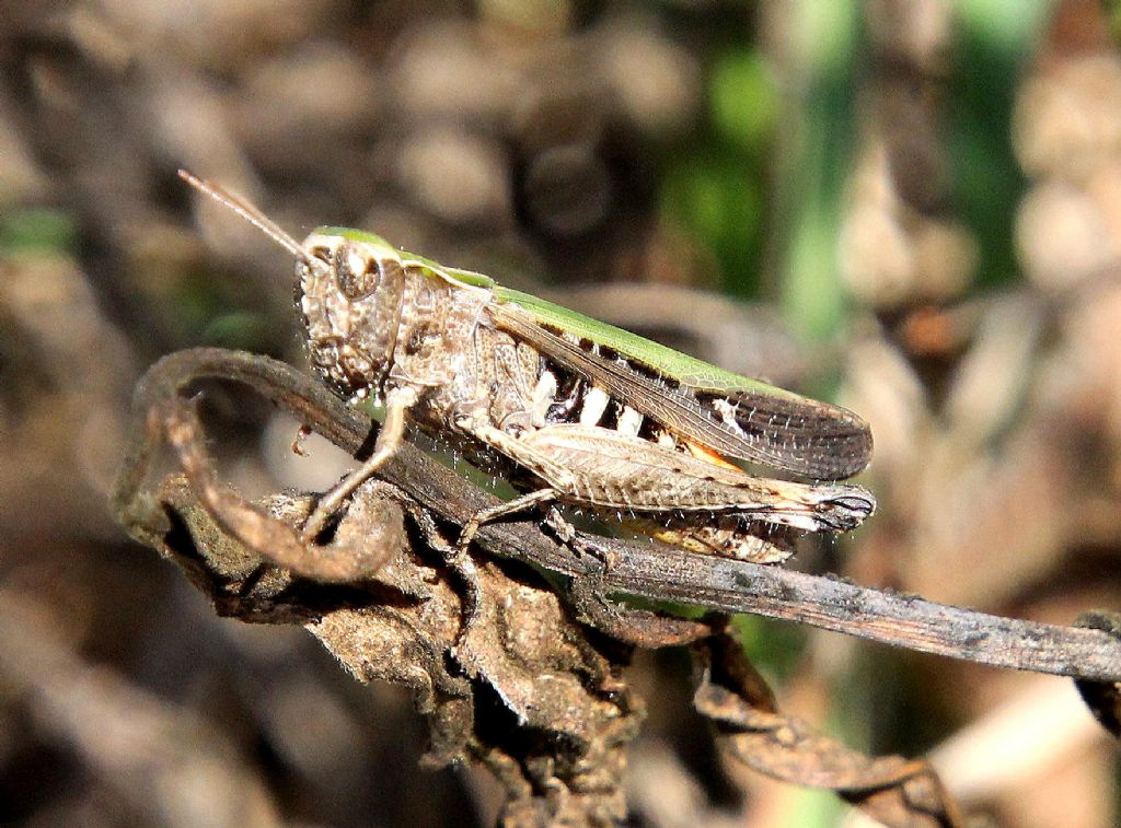Omocestus haemorrhoidalis haemorrhoidalis?